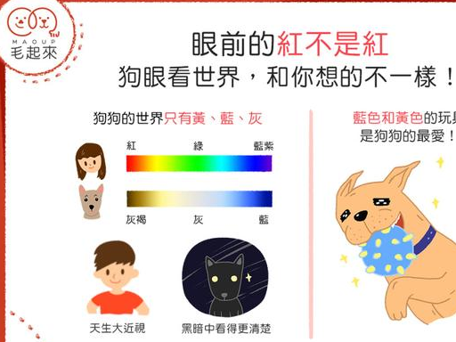 买玩具挑「2颜色」玩疯_汪星人_黄色_蓝色