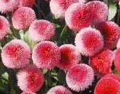 是一种_果实_手指