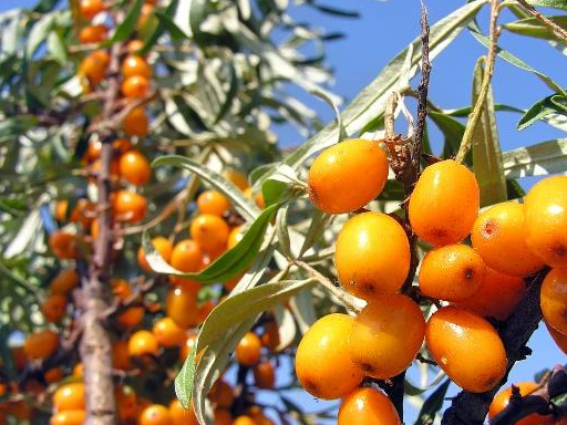 它既是藏药也是中药,健脾祛痰活血,保肝降脂抗血栓,降血液黏度_沙棘_