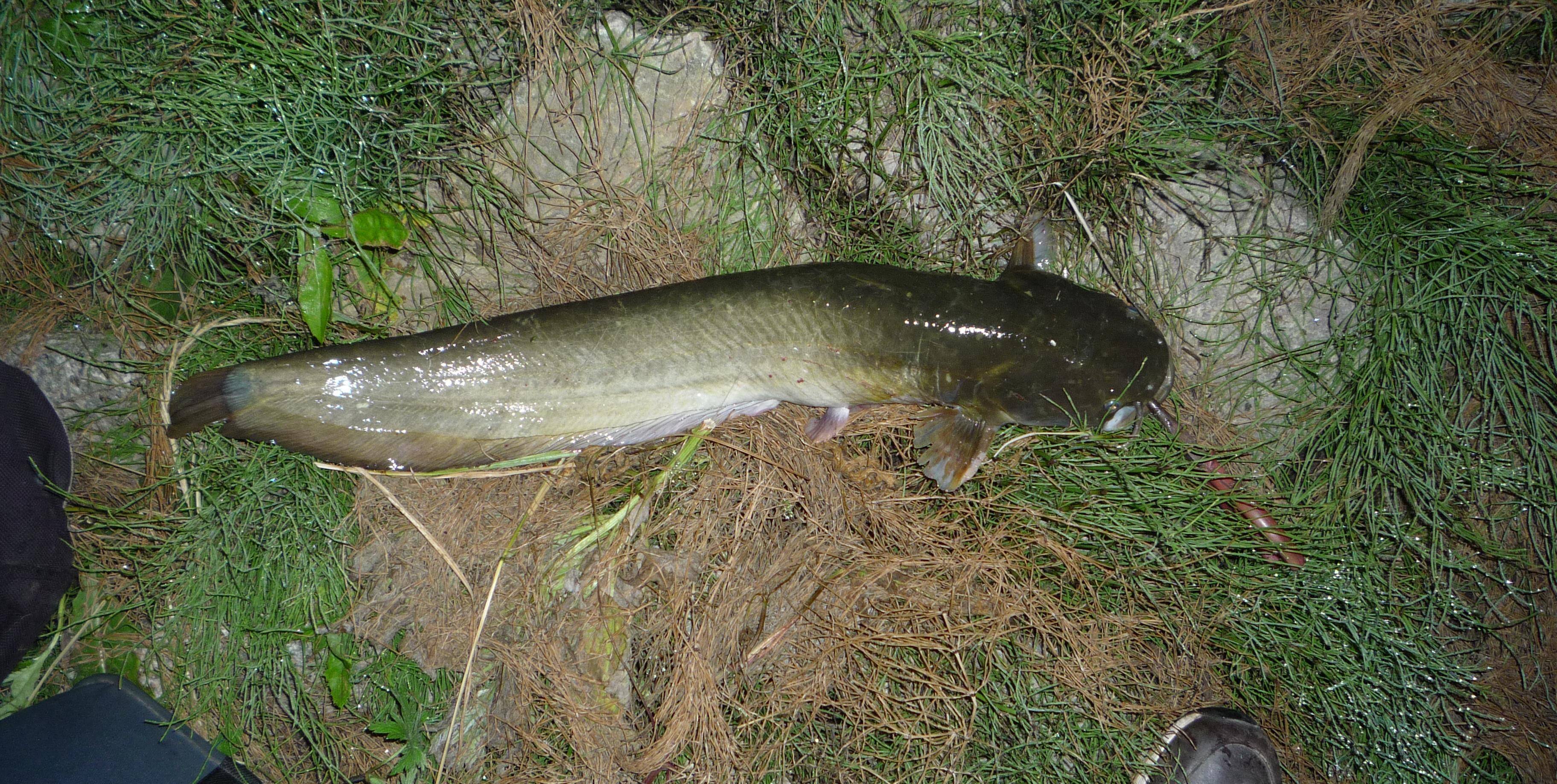 鱼的大小得相对来看,我钓的这些绝对称得上大鱼_鲫鱼_朋友_水库中