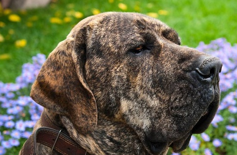 世界上众多国家列入禁止饲养的犬种,这些烈性猛犬你都知道多少!