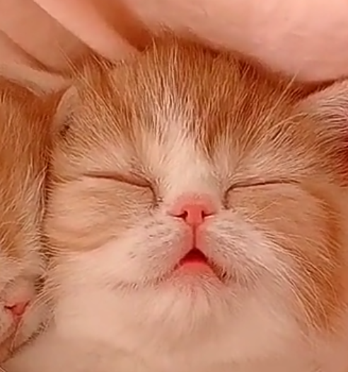 猫咪_小奶_母猫