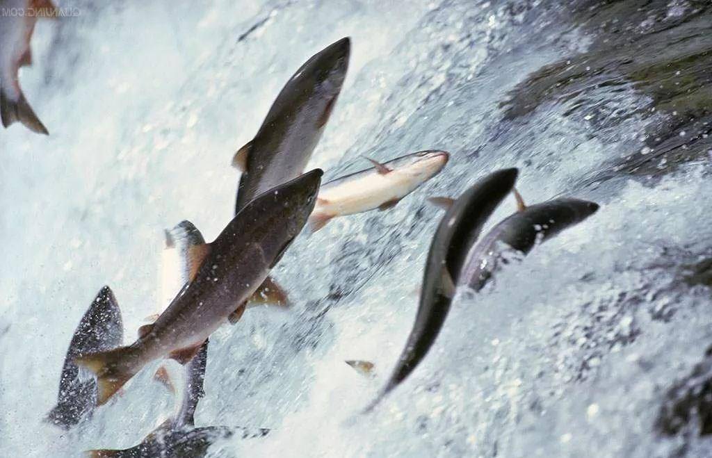 人类发明并修建了鱼梯,鱼梯到底是个什么东西?