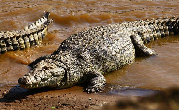 鳄鱼的头号天敌!见了人类会主动鞠躬行礼,网友:可爱,想养!