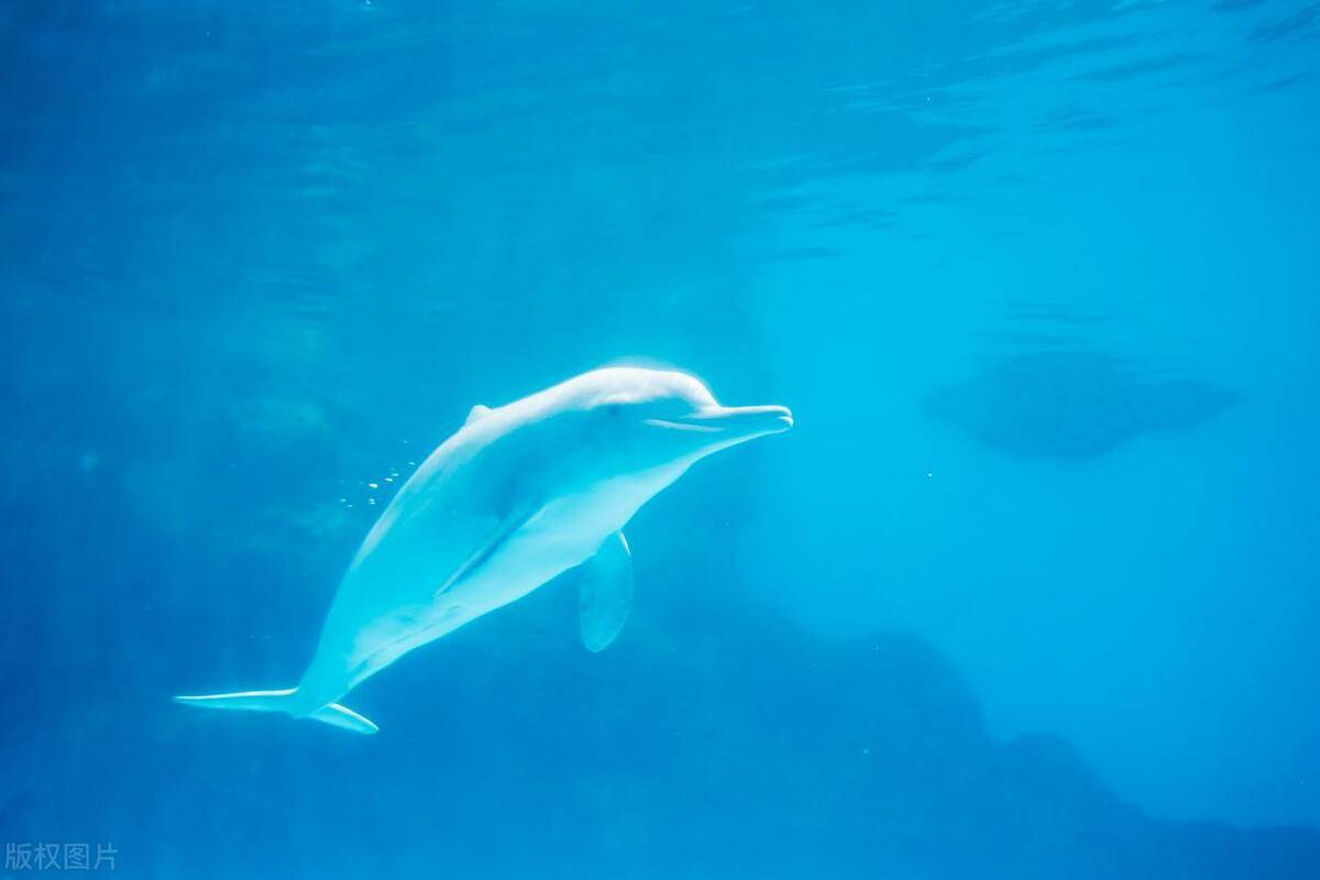 白海豚图片壁纸图片