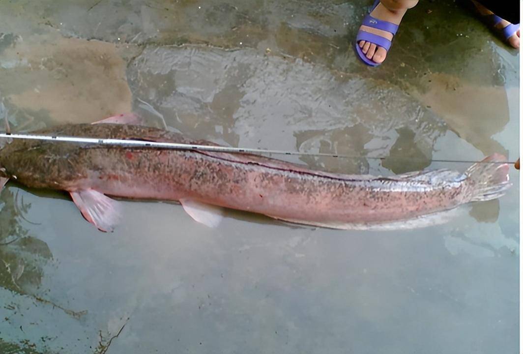 钓鱼佬眼中最难吃的5种鱼,白给都不想要!_清道夫_鲢鱼_鱼种