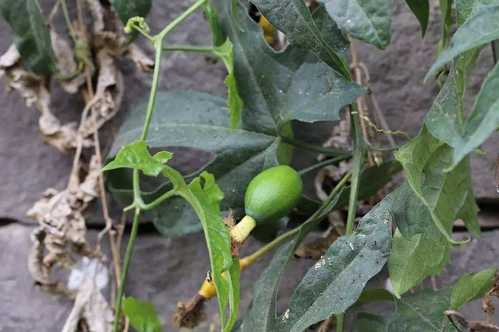 野生牛皮茶植物啥样的图片