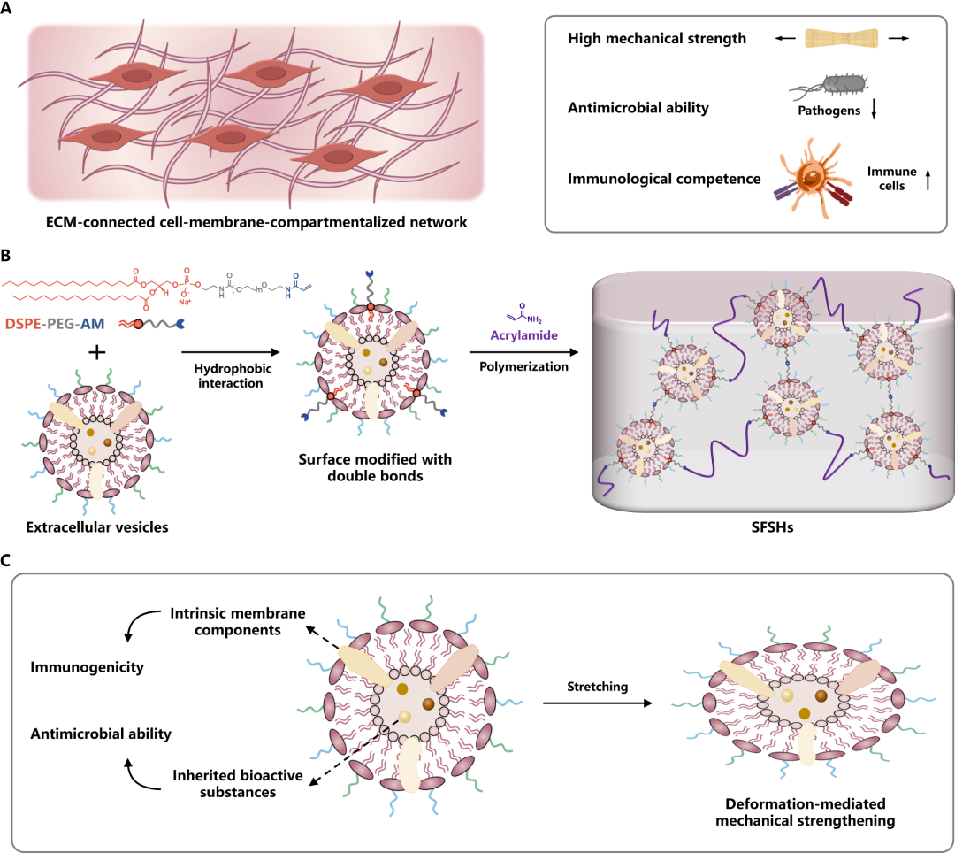 《自然·通讯》模拟皮肤的水凝胶!_细胞膜_结构_功能