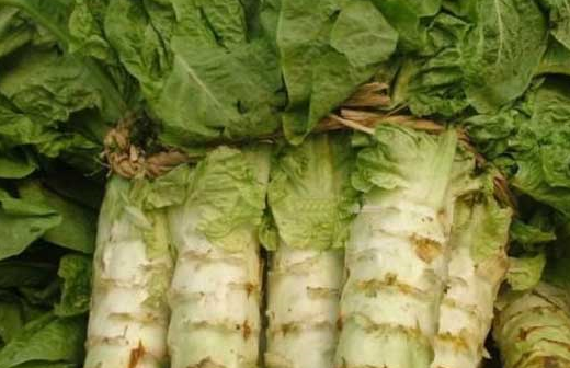 都喜欢吃的是莴笋的根部,但是如果从营养学的角度或养生的功效上看