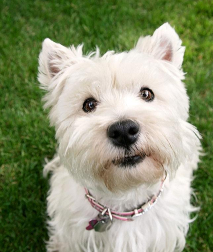 狗嘴很脏吗,被狗舔一口有多危险,一起了解一下吧_狗狗_女主人_时候