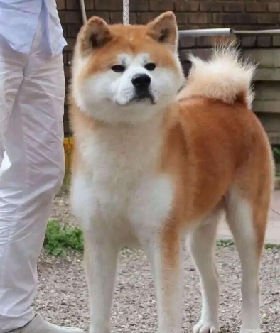 秋田和柴犬傻傻分不清?你的"表情包"表示很生气!_狗狗_体型_眼睛