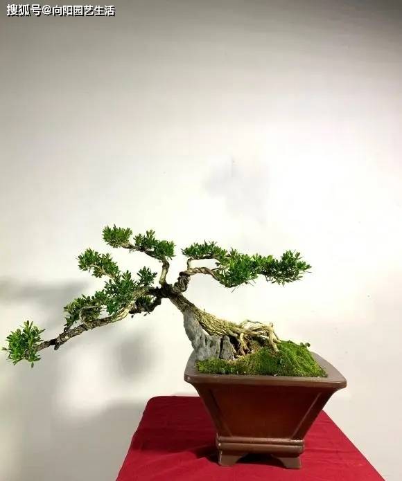 当把一棵普通的黄杨养成盆景之后,在市场上售卖的价格就可以达到天价