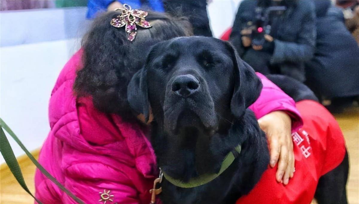 导盲犬珍妮近况:已经退役了,"有生之年"最大愿望是