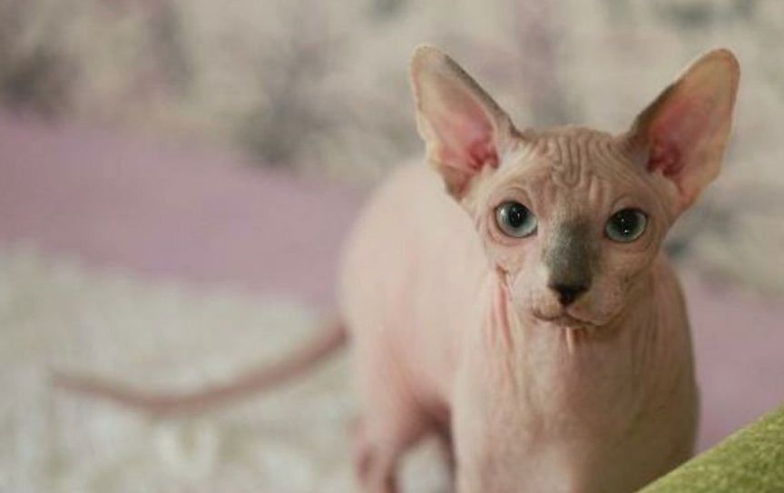 猫咪_价格_外观