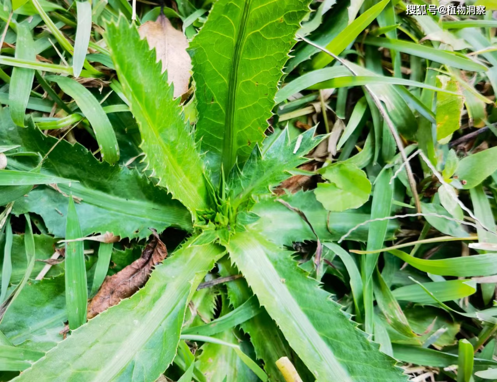 刺芹,又称假芫荽,刺芫荽,有3大作用,价值极高,农民朋友要了解!