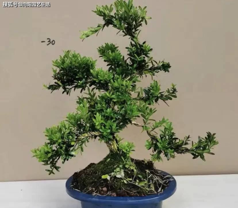 当年天价的黄杨盆景,如今为什么不值钱了?炒作的人哪去了?