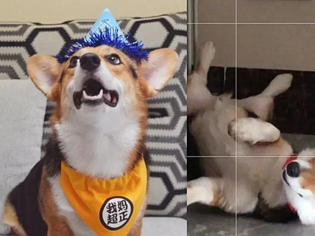 狗爸vs狗妈:谁拍狗子最丑?网友笑喷了,没有最丑只有更丑!