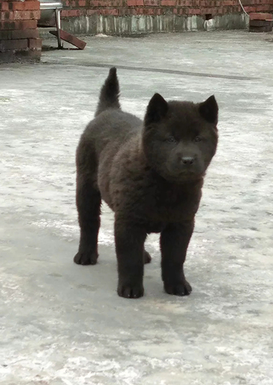 养一只正宗的土狗,虎头猫耳颜值不输柴犬,堪称猎犬中的佼佼者_中华