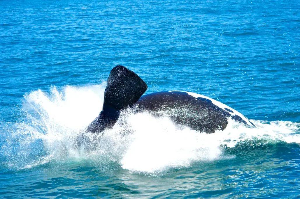 南非近距离出海观鲸,45吨的巨鲸在我面前飞出水面,场面太壮观_宝宝