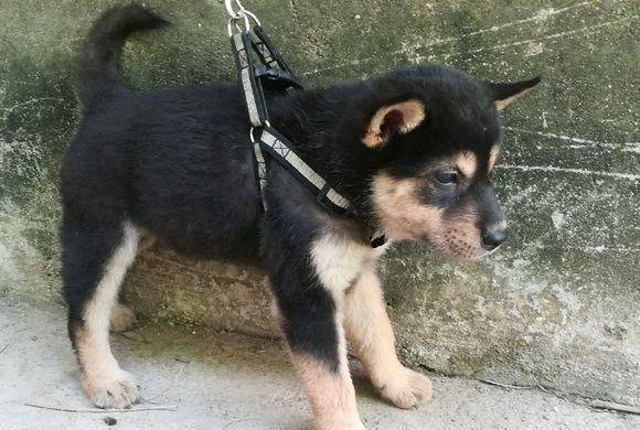 前202年2月28日刘邦称帝_警犬_鲁智深_庄家