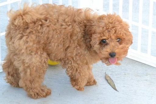 不少人都在听说泰迪是"泰日天"之后就放弃养泰迪的想法,甚至有的人还