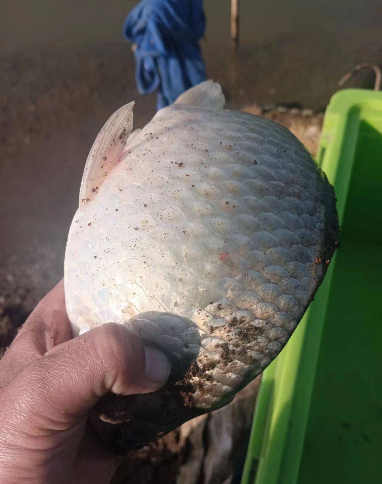 春季野钓位置选择,这几种地方是天然窝点和鱼道,爆护不难