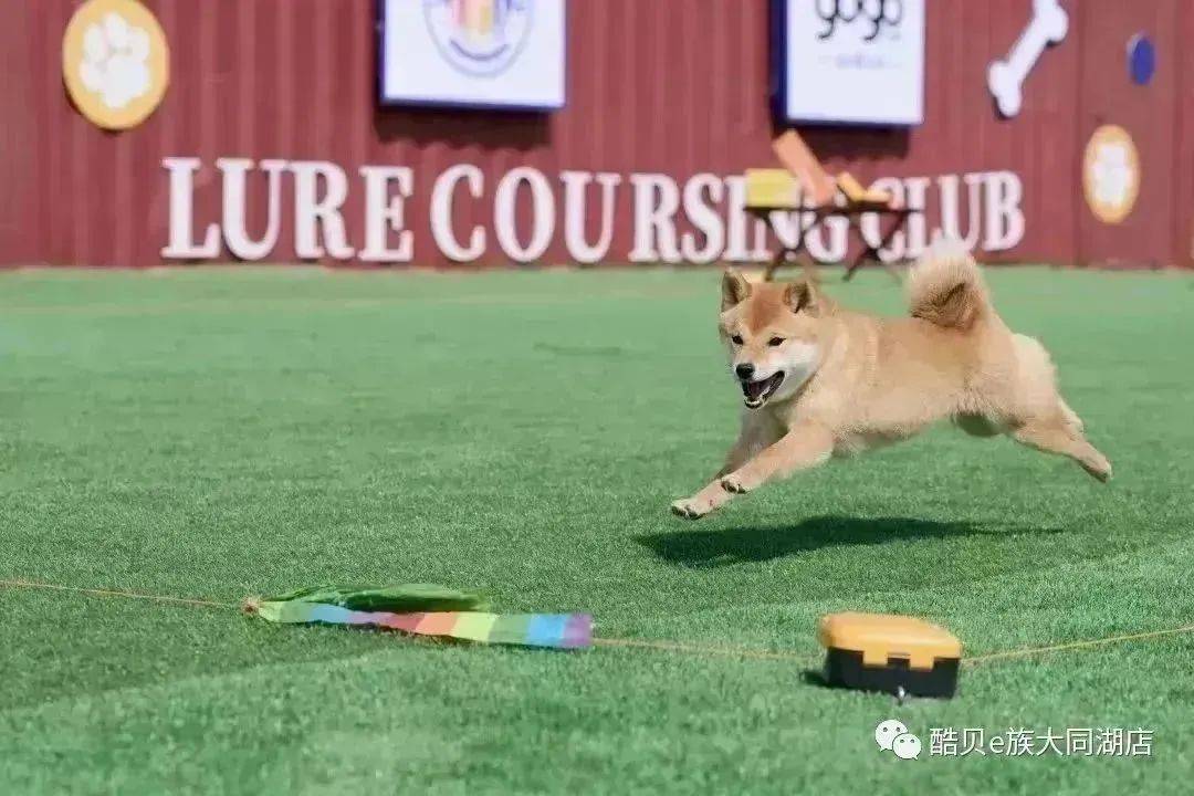 一场全城瞩目的萌宠嘉年华燃情来袭!