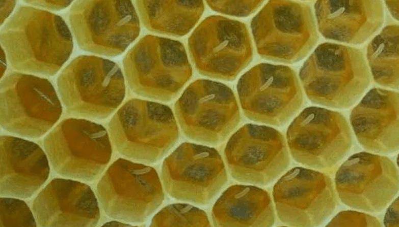 蜂王为什么要让蜂卵立在巢房中,而不是躺在巢房中?