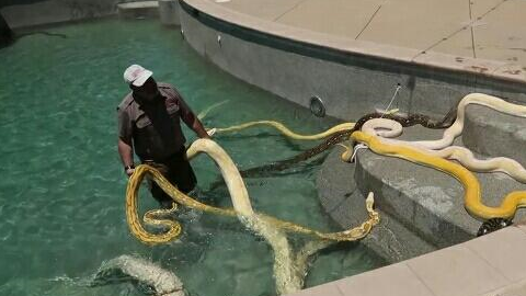 男子为数条巨型黄金蟒修建豪华游泳池 洗澡场景让人害怕_巨蟒_蟒蛇