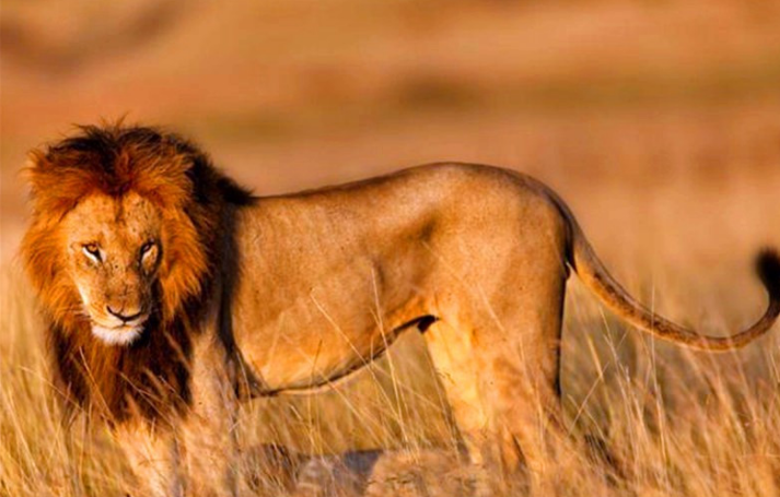 它会如何对待狮群中的女儿_狮子_社会_雄狮