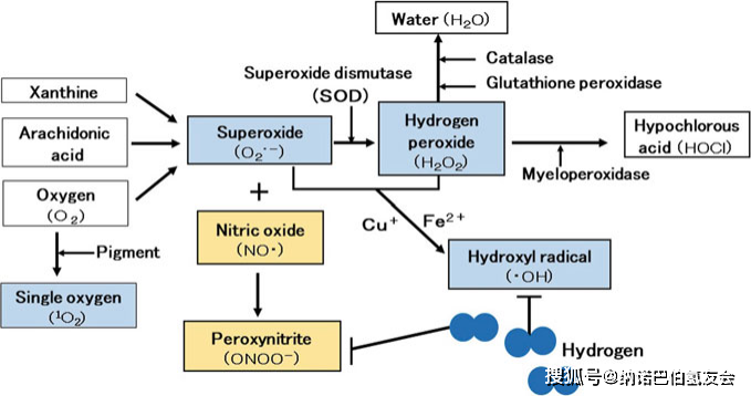 氢气对线粒体保护研究前景_氧化_疾病_功能