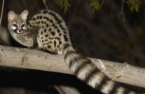 狗狗_主人_心理