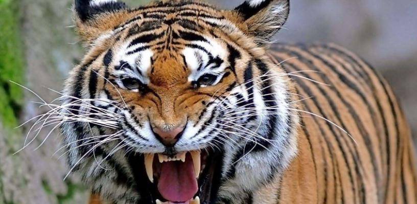 解析张公山动物园悲剧的真相,谁都有错,但唯独动物是无辜的_猛兽_老虎