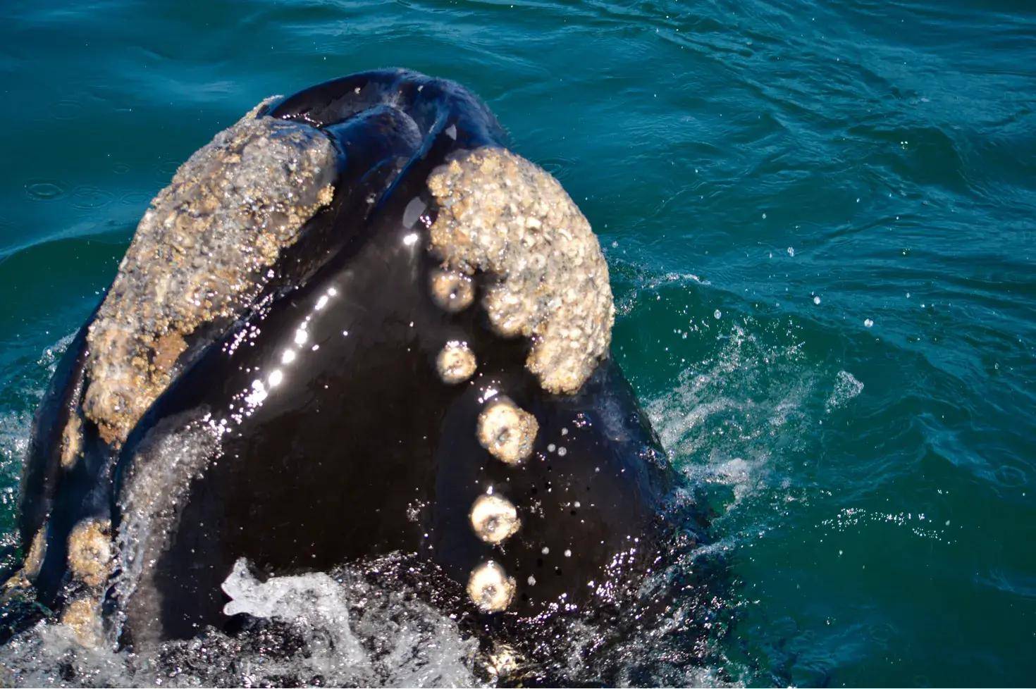 南非近距离出海观鲸,45吨的巨鲸在我面前飞出水面,场面太壮观