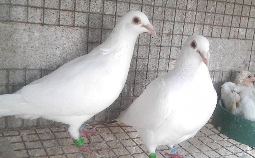 鸽子_刘涛_大赛