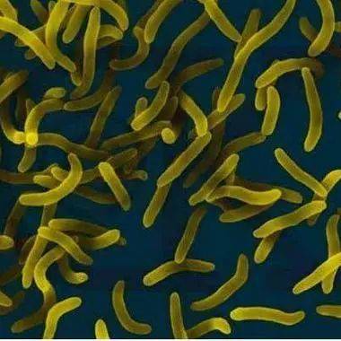 弧菌的活化及保存_瓷珠_培养基_氯化钠