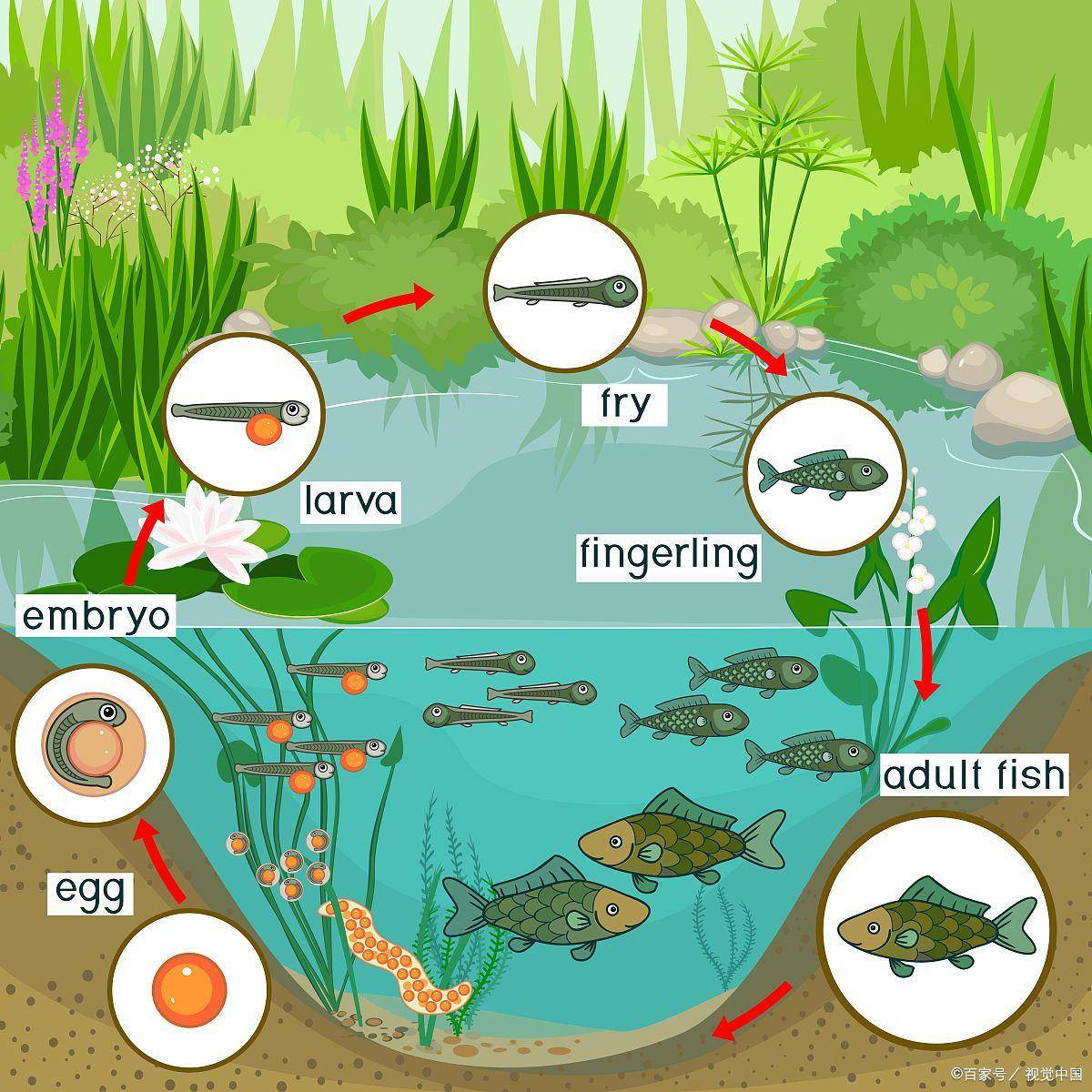 海洋生物链图示图片