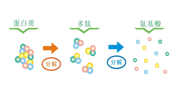 蛋白质_合成_种类