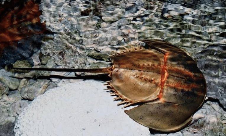 鲎活了4亿年,血液救了无数人,如今却被端上餐桌,生存状况堪忧_人类