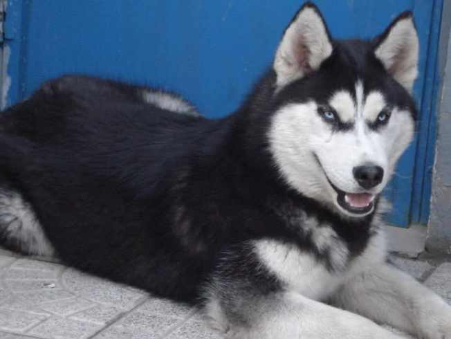 哈士奇是真的傻吗,看完这段话,你才会恍然大悟_自然_不知道_驰骋