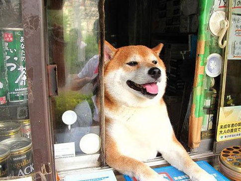 "我是狗狗不会找钱",柴犬帮主人卖地瓜,卖出去还要通报主人_shiba