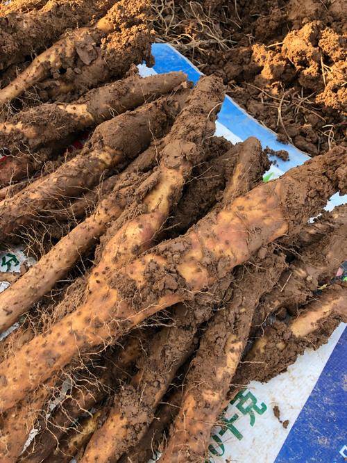 温贤仁铁棍山药功效与作用:传承千年的健康瑰宝,健脾养胃强肾产地温县