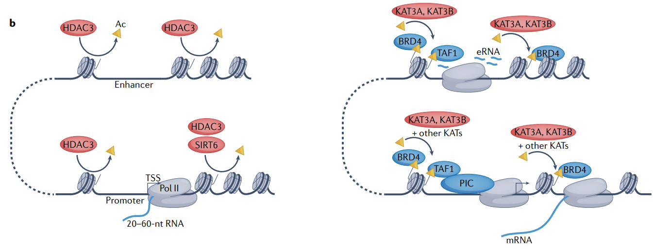 神奇的遗传画笔——组蛋白乙酰化_调控_小体_因子