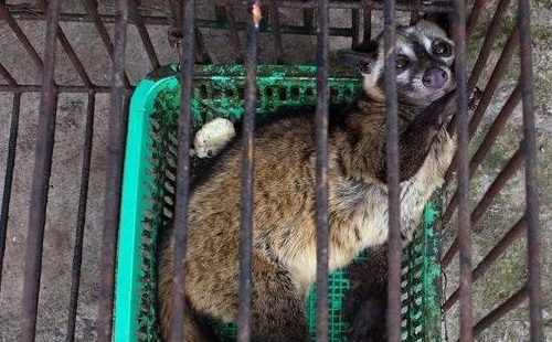 麝香_因为_果实