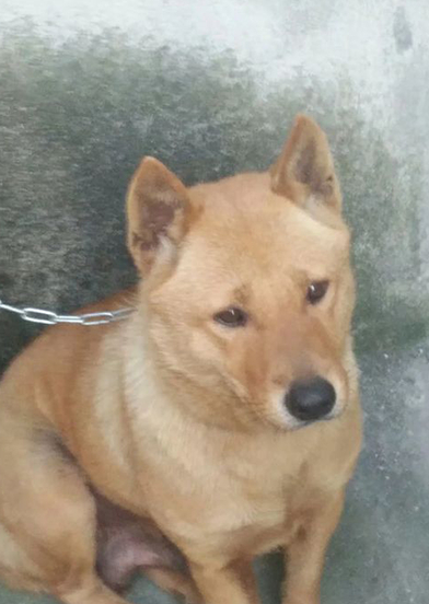 正宗的中华田园犬,颜值不输柴犬,堪称本土精品猎犬_狗狗_价格_餐桌