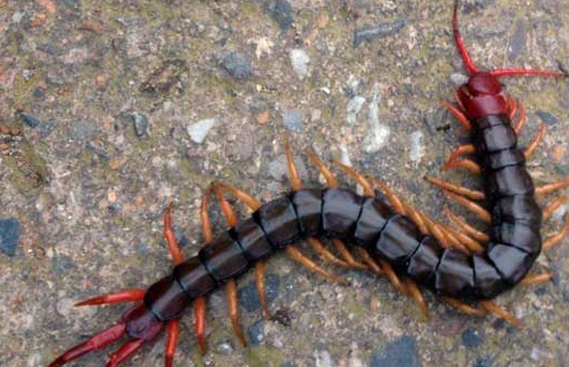 原创蜈蚣位列五毒之一让人闻风丧胆为什么唯独大公鸡不怕它