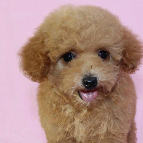 原创泰迪犬怎么喂养每天大概需要摄入多少能量