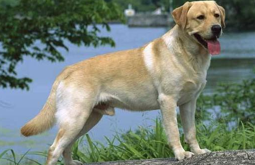 原创人们饲养拉布拉多犬的原因无非就是这6个一说一个准