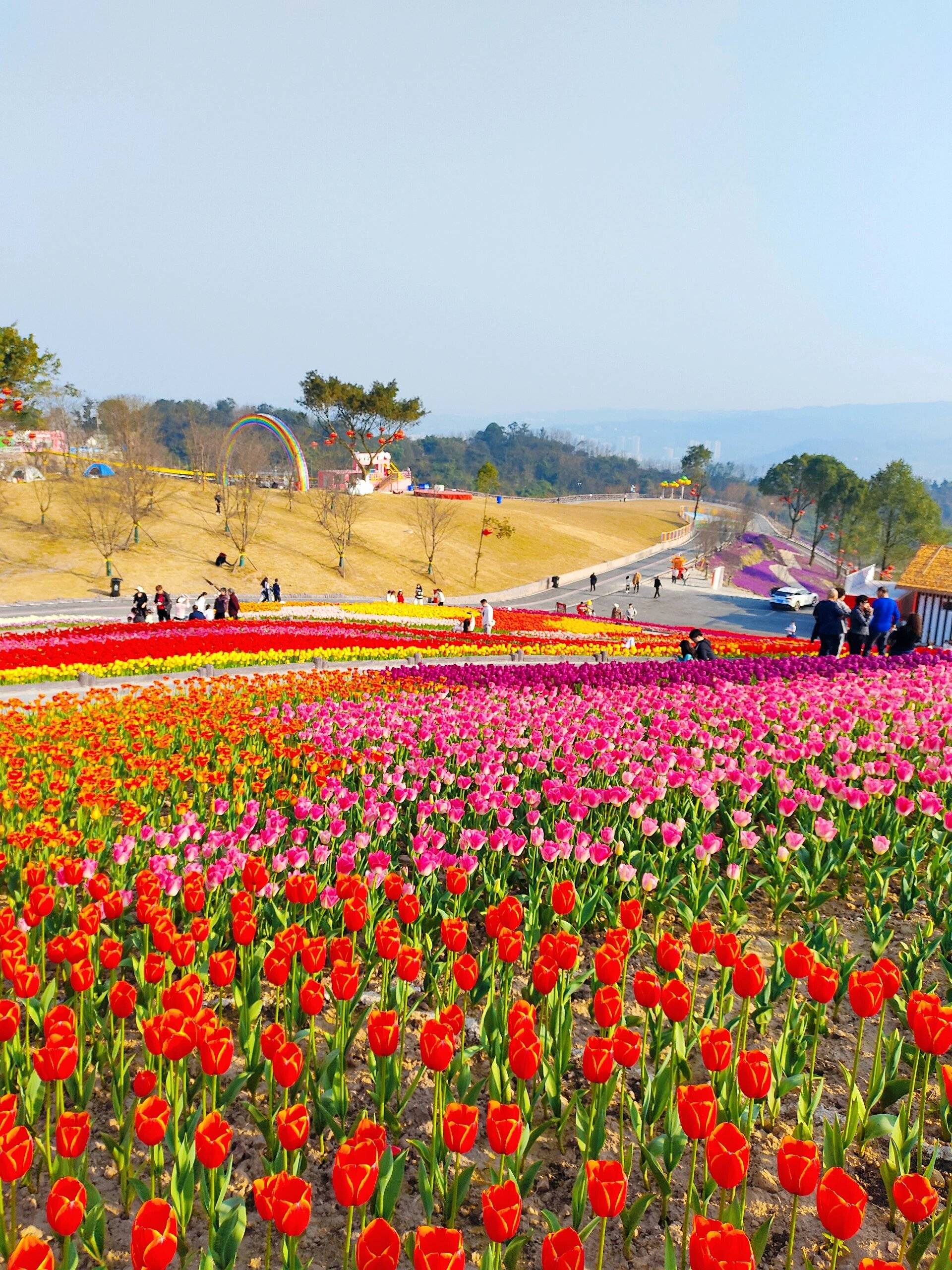 重庆主城彩色郁金香花海