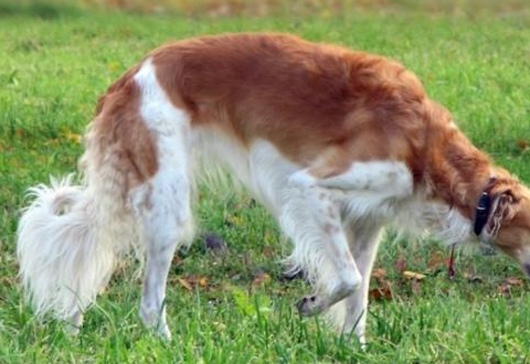 世界上最"笨"的宠物狗们,斗牛犬上榜,看看你家狗在没在?